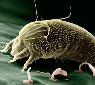 Demodex-miden: hudens lille, skjulte beboer